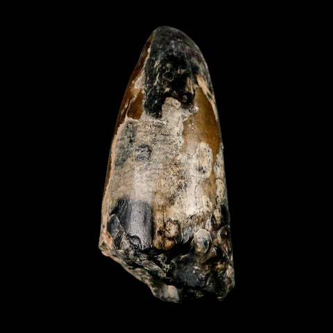 2.4" Sarcosuchus Imperator Crocodile Fossil Tooth Elrhaz FM Cretaceous Niger COA