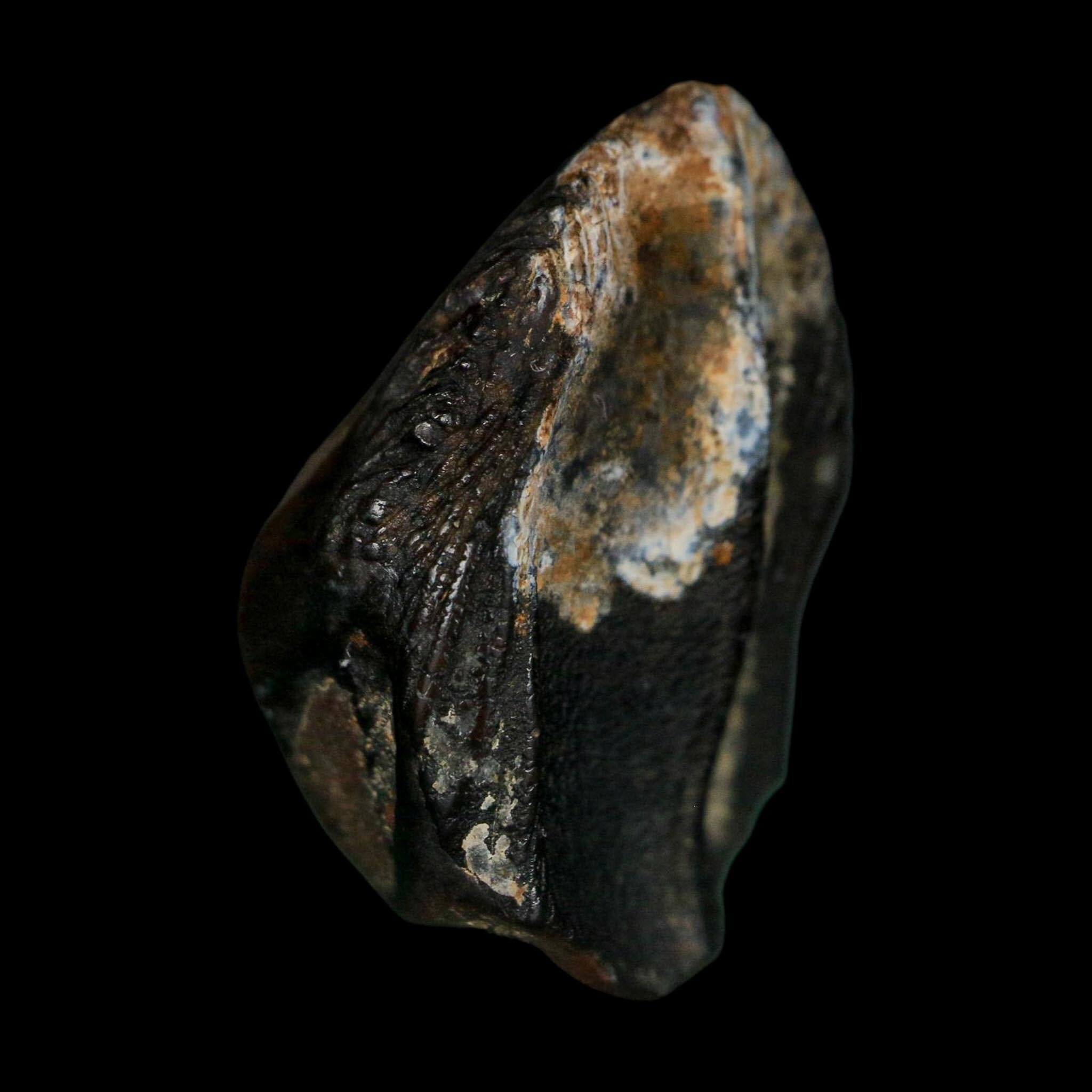 XXL 1" Triceratops Fossil Tooth Hell Creek FM Cretaceous Dinosaur Montana COA - Fossil Age Minerals