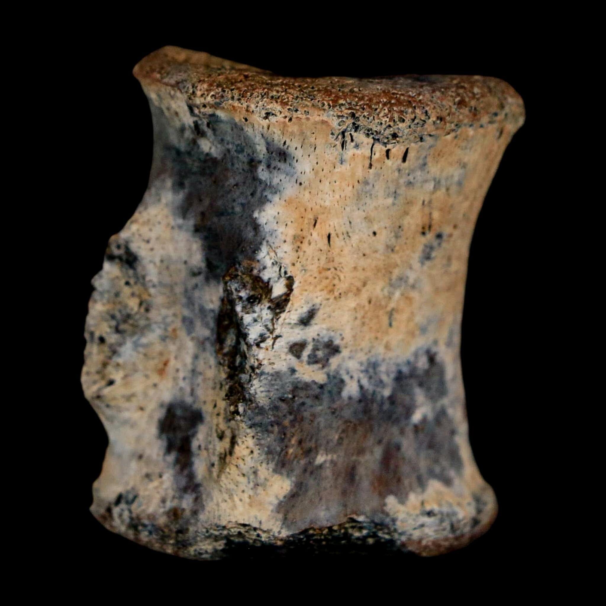 1.2" Thescelosaurus Fossil Tail Vertebrae Cretaceous Dinosaur Lance Creek WY COA - Fossil Age Minerals