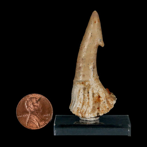2.1" Sawfish Fossil Tooth Barb Onchopristis Numidus Cretaceous Dinosaur Era COA - Fossil Age Minerals