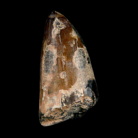 2.4" Sarcosuchus Imperator Crocodile Fossil Tooth Elrhaz FM Cretaceous Niger COA