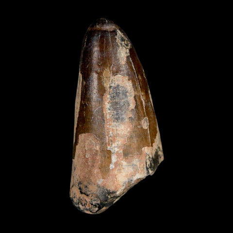 2.4" Sarcosuchus Imperator Crocodile Fossil Tooth Elrhaz FM Cretaceous Niger COA