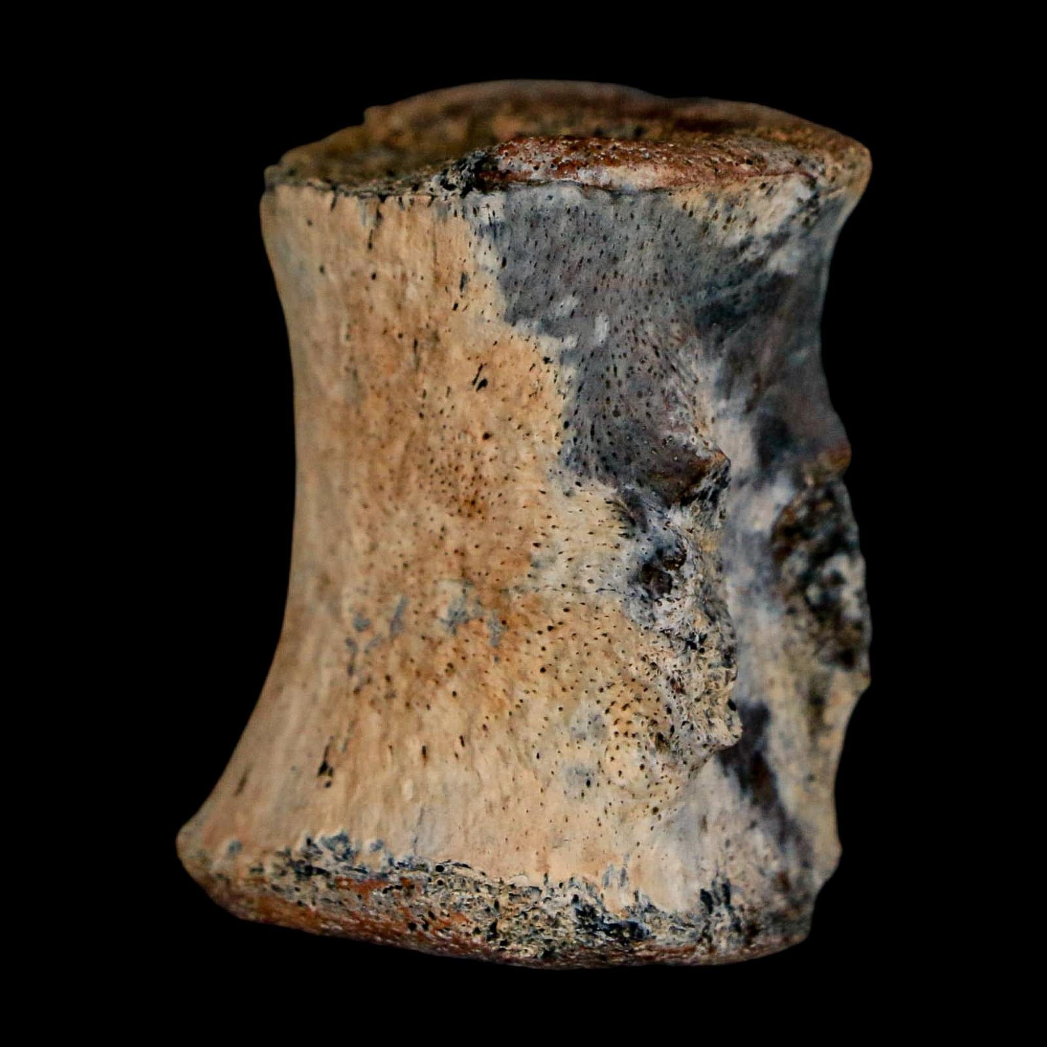 1.2" Thescelosaurus Fossil Tail Vertebrae Cretaceous Dinosaur Lance Creek WY COA - Fossil Age Minerals