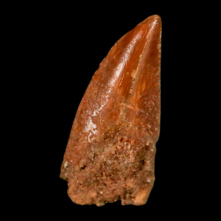 0.6" Abelisaur Serrated Tooth Fossil Cretaceous Age Dinosaur Morocco COA, Display