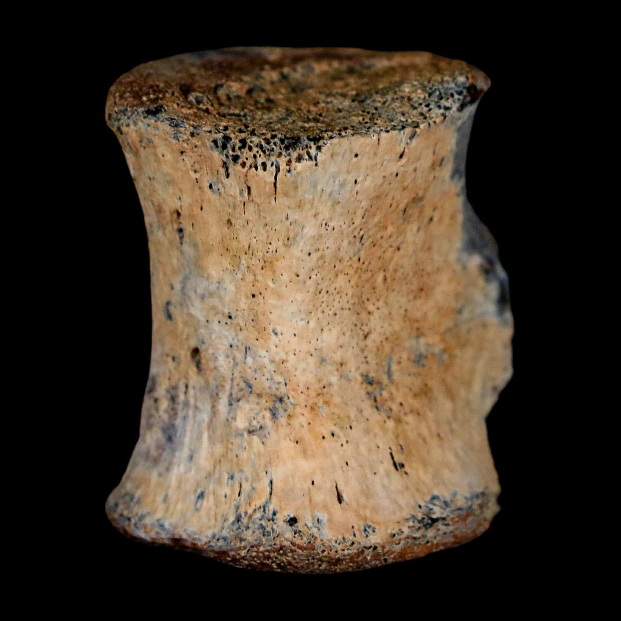 1.2" Thescelosaurus Fossil Tail Vertebrae Cretaceous Dinosaur Lance Creek WY COA - Fossil Age Minerals