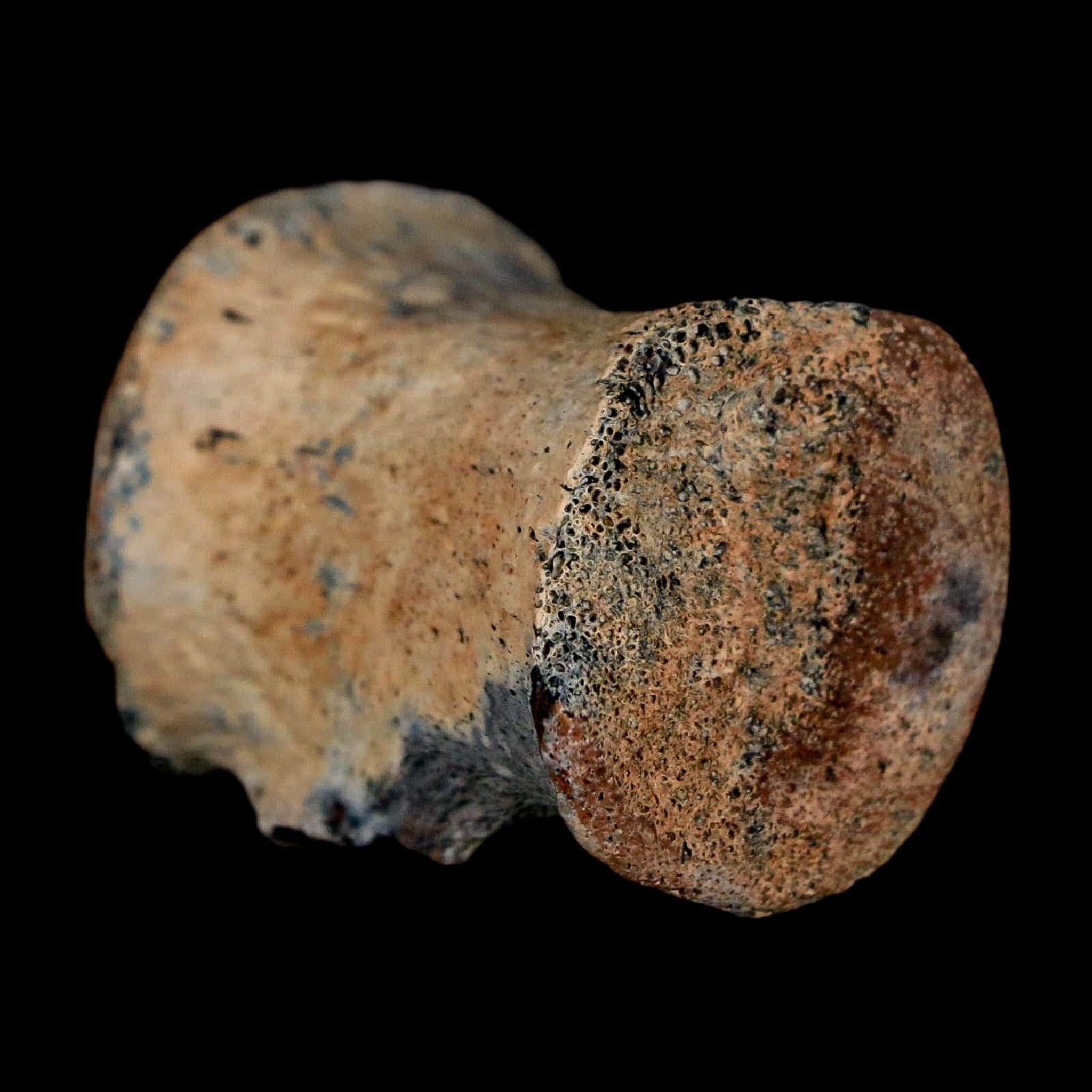 1.2" Thescelosaurus Fossil Tail Vertebrae Cretaceous Dinosaur Lance Creek WY COA - Fossil Age Minerals
