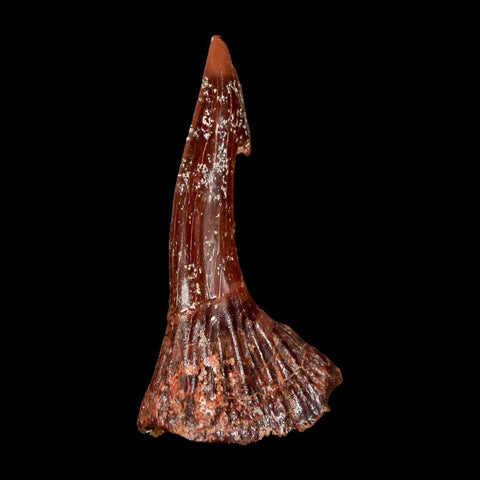 1.7" Sawfish Fossil Tooth Barb Onchopristis Numidus Cretaceous Dinosaur Era COA - Fossil Age Minerals