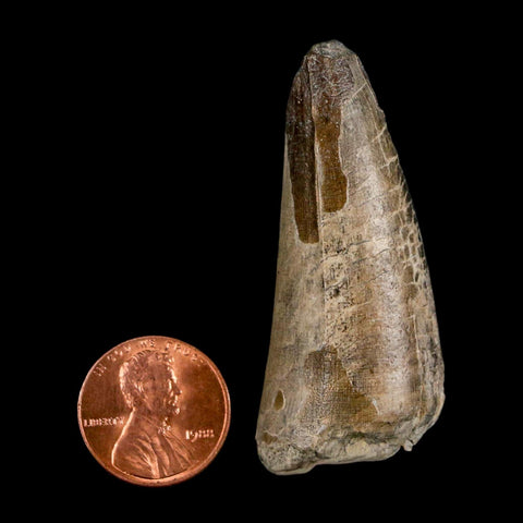 2.1" Sarcosuchus Imperator Crocodile Fossil Tooth Elrhaz FM Cretaceous Niger COA