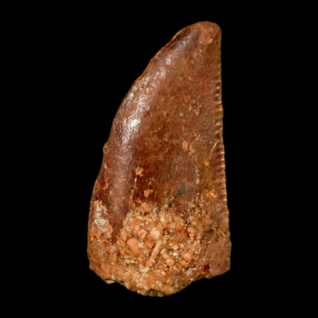 0.5" Abelisaur Serrated Tooth Fossil Cretaceous Age Dinosaur Morocco COA, Display