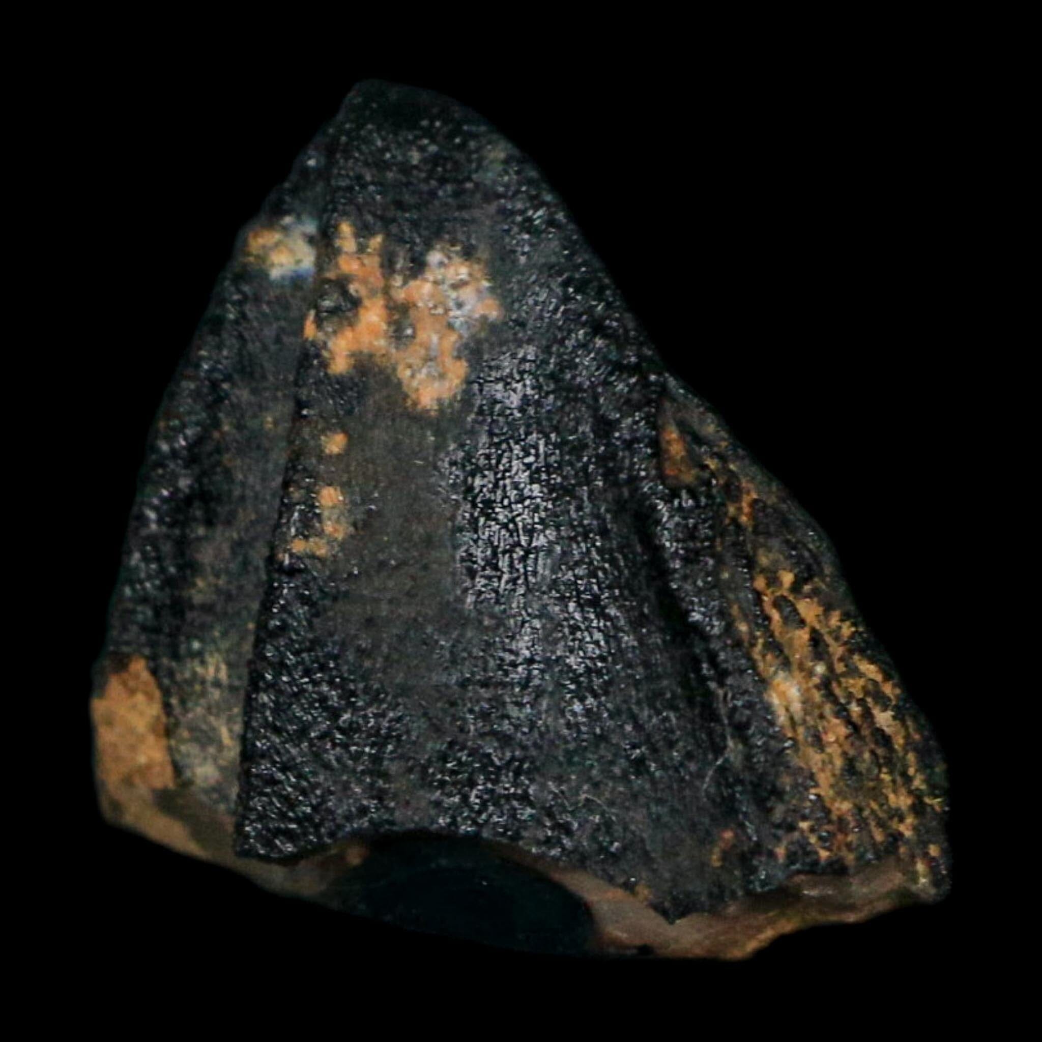 0.7" Triceratops Fossil Tooth Crown Lance Creek FM Cretaceous Dinosaur WY COA Display - Fossil Age Minerals
