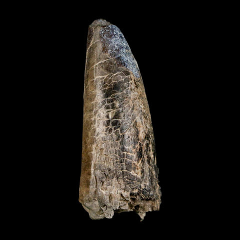 2.1" Sarcosuchus Imperator Crocodile Fossil Tooth Elrhaz FM Cretaceous Niger COA