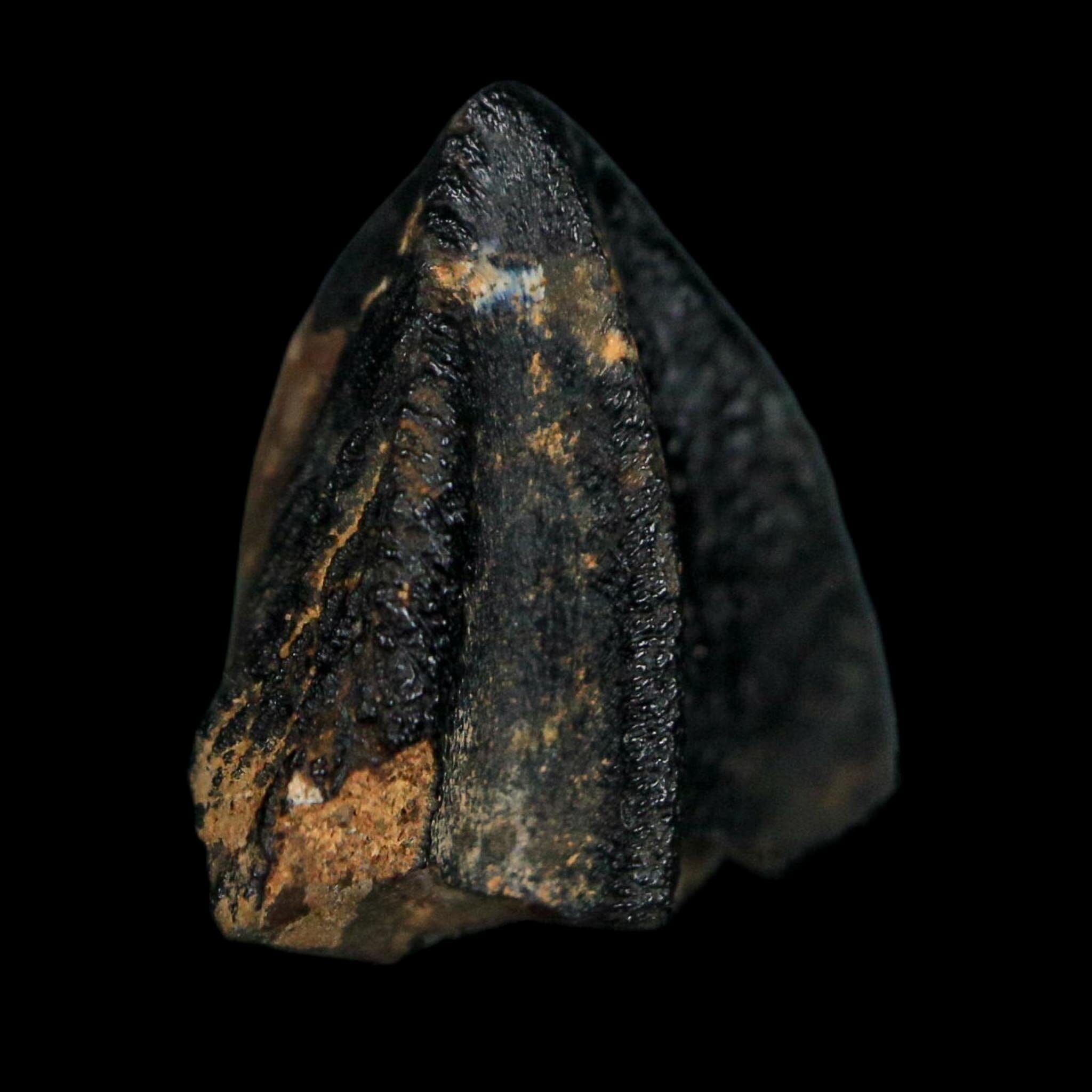 0.7" Triceratops Fossil Tooth Crown Lance Creek FM Cretaceous Dinosaur WY COA Display - Fossil Age Minerals
