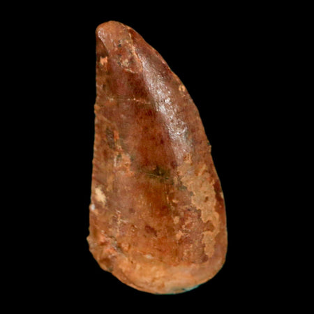 0.5" Abelisaur Serrated Tooth Fossil Cretaceous Age Dinosaur Morocco COA, Display