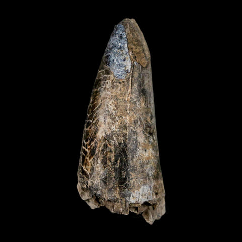 2.1" Sarcosuchus Imperator Crocodile Fossil Tooth Elrhaz FM Cretaceous Niger COA