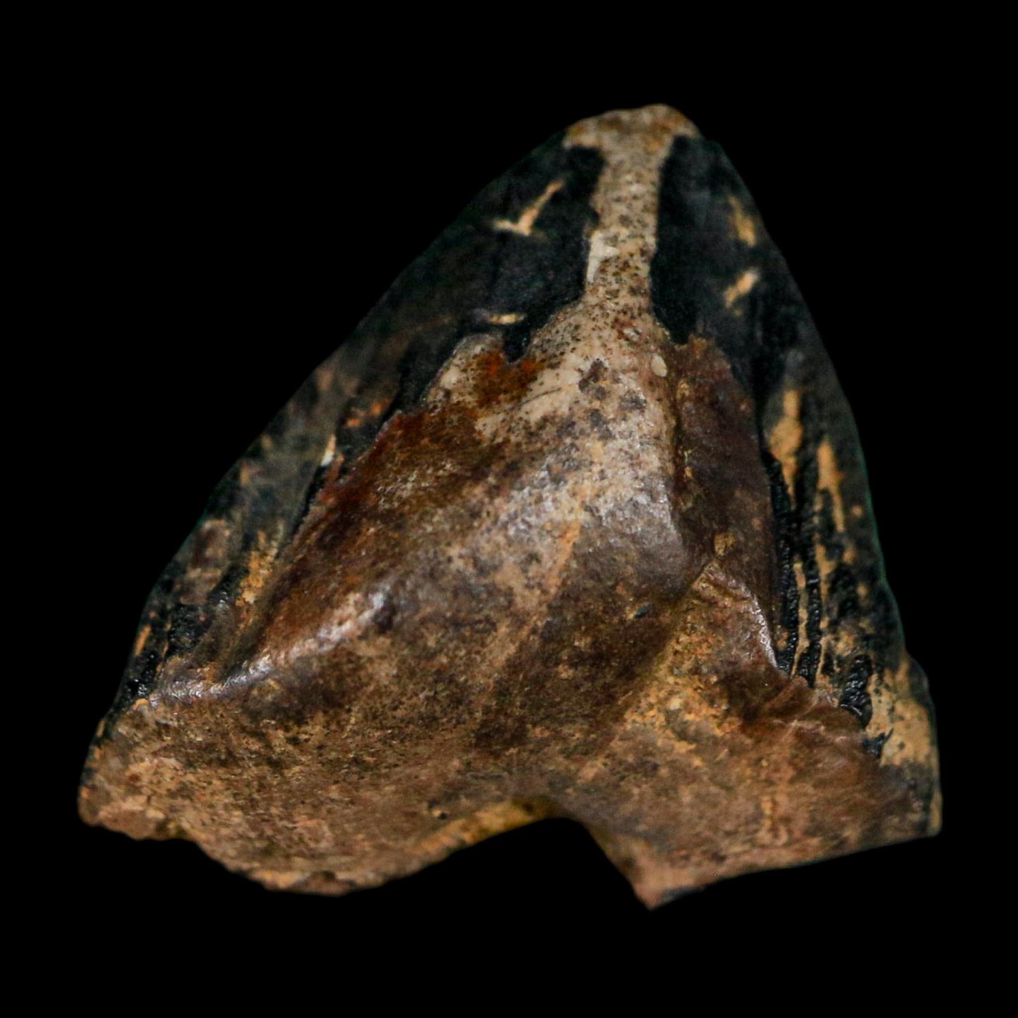 0.7" Triceratops Fossil Tooth Crown Lance Creek FM Cretaceous Dinosaur WY COA Display - Fossil Age Minerals