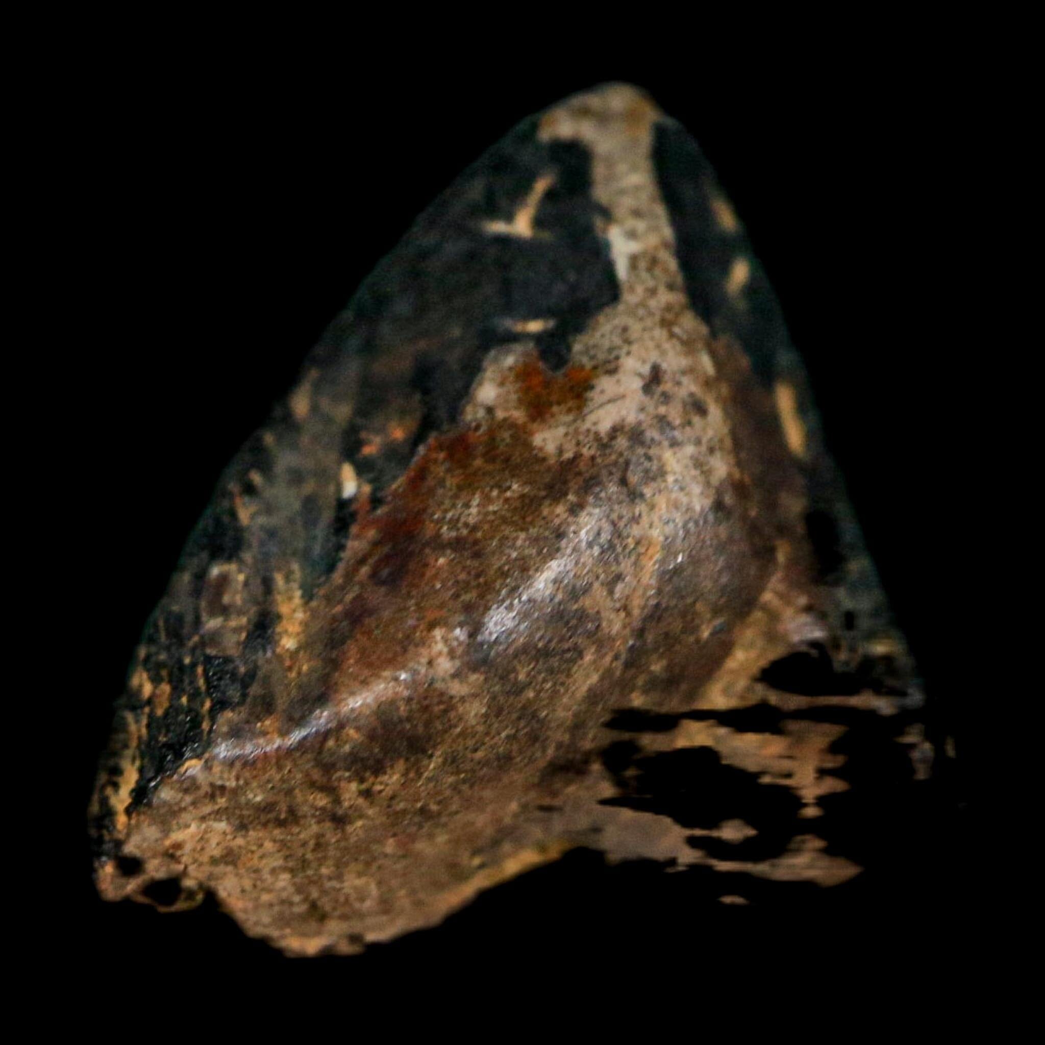 0.7" Triceratops Fossil Tooth Crown Lance Creek FM Cretaceous Dinosaur WY COA Display - Fossil Age Minerals