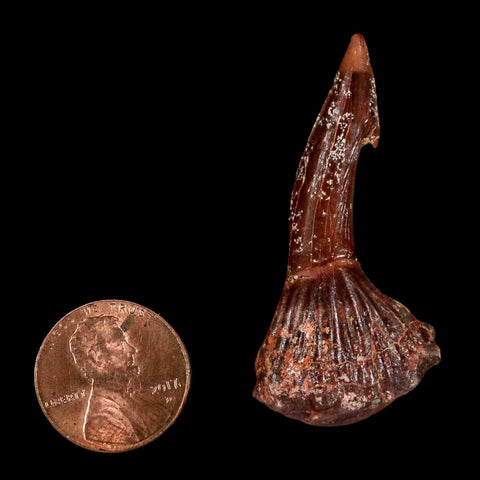 1.7" Sawfish Fossil Tooth Barb Onchopristis Numidus Cretaceous Dinosaur Era COA - Fossil Age Minerals