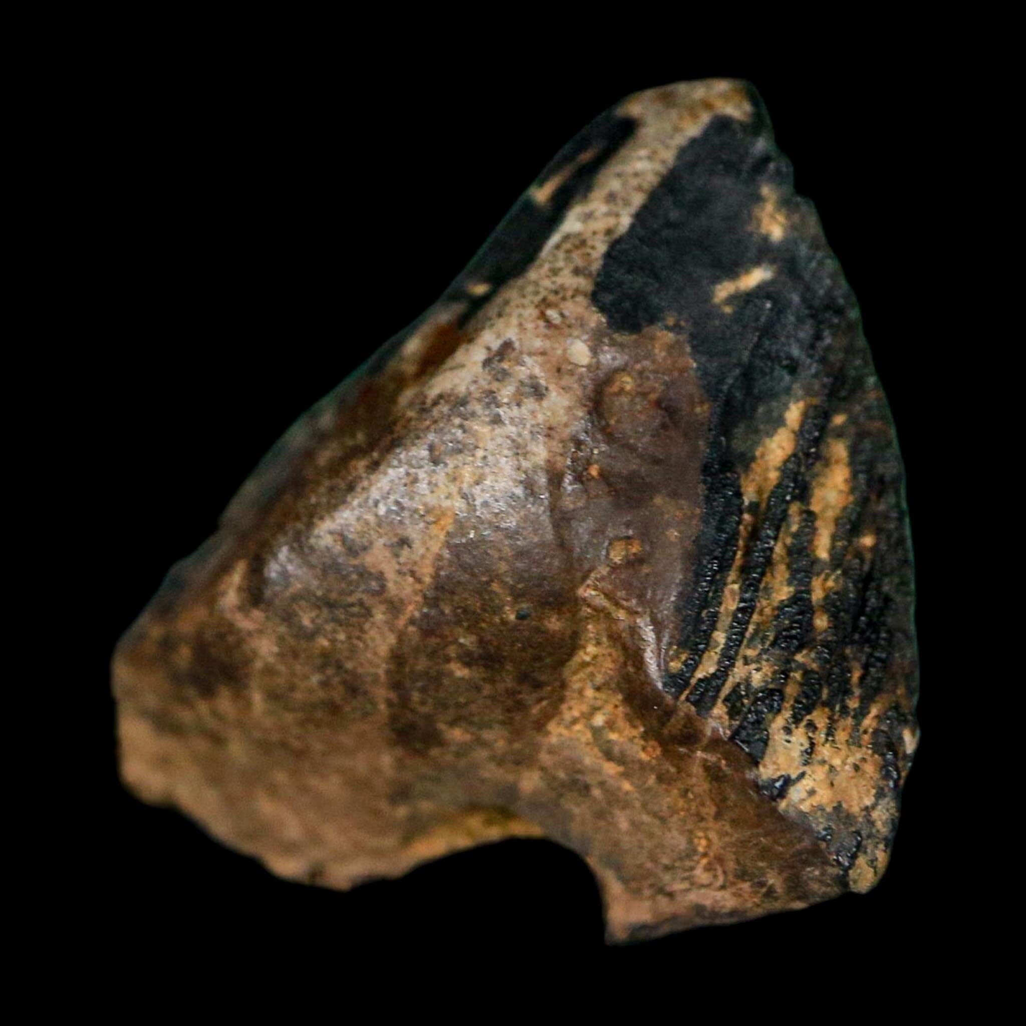 0.7" Triceratops Fossil Tooth Crown Lance Creek FM Cretaceous Dinosaur WY COA Display - Fossil Age Minerals