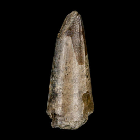 2.1" Sarcosuchus Imperator Crocodile Fossil Tooth Elrhaz FM Cretaceous Niger COA