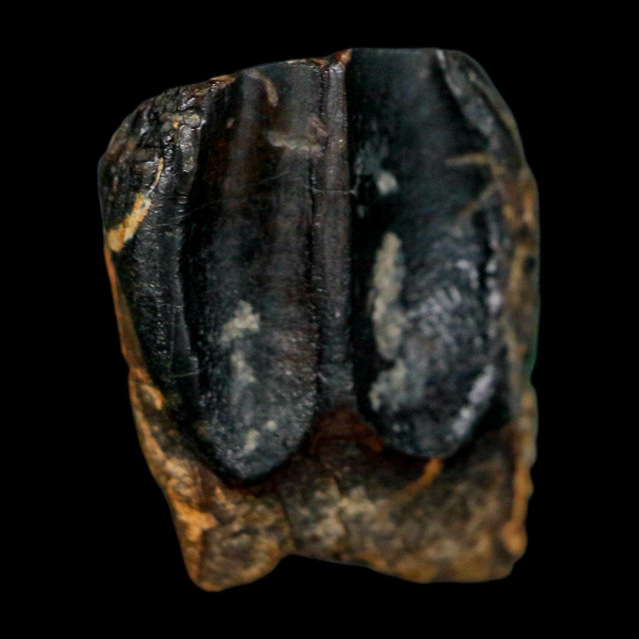 XL 0.7" Triceratops Fossil Tooth Hell Creek FM Cretaceous Dinosaur Montana COA - Fossil Age Minerals