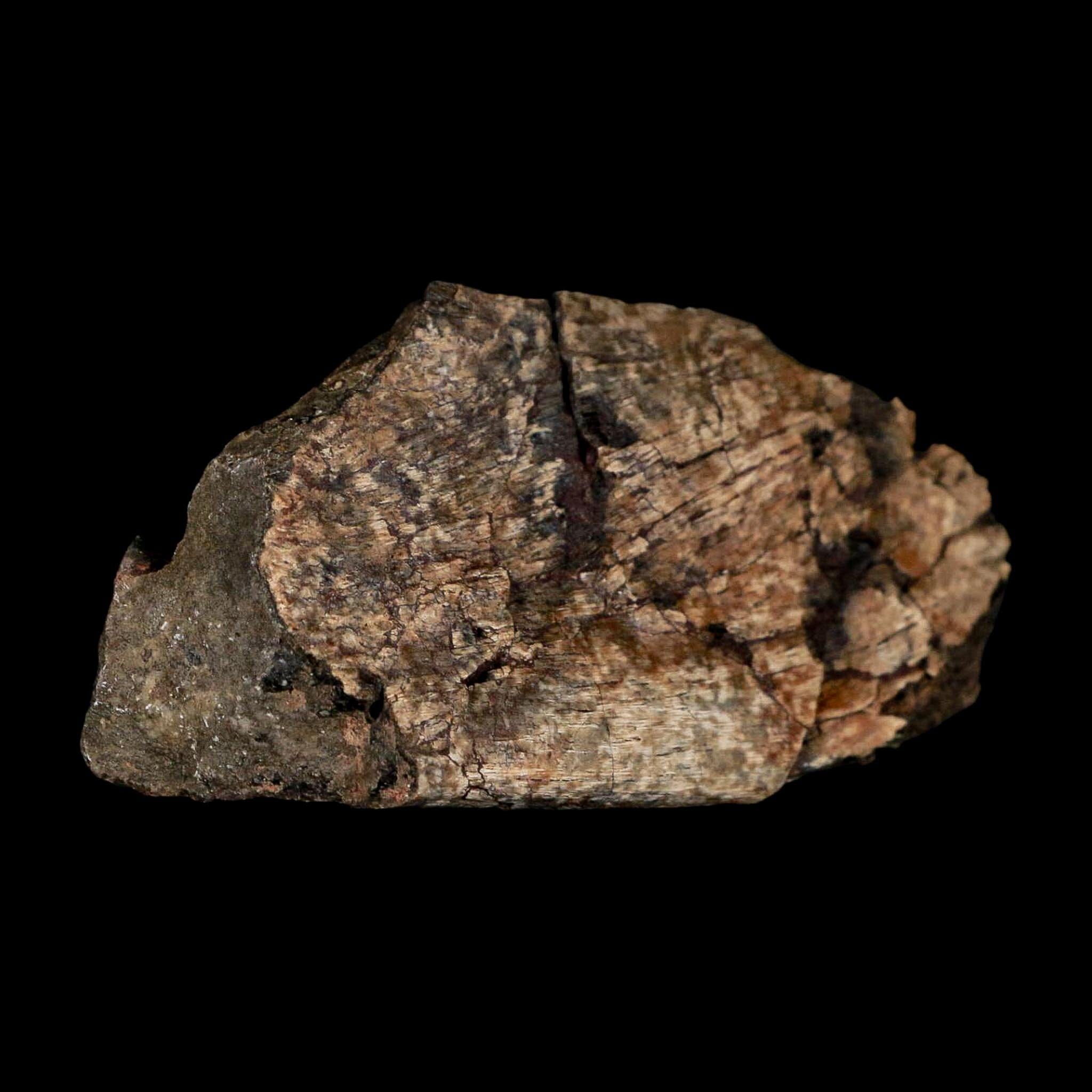 2.9" Maiasaura Hadrosaur Dinosaur Rib Bone Fossil Two Medicine FM Montana COA - Fossil Age Minerals