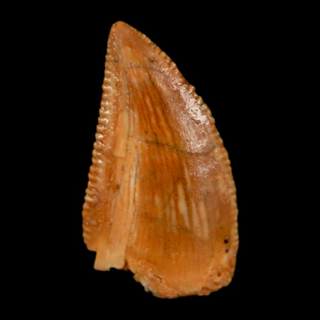 0.5" Abelisaur Serrated Tooth Fossil Cretaceous Age Dinosaur Morocco COA, Display