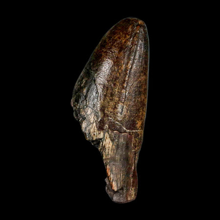 2.5" Sarcosuchus Imperator Crocodile Fossil Tooth Elrhaz FM Cretaceous Niger COA