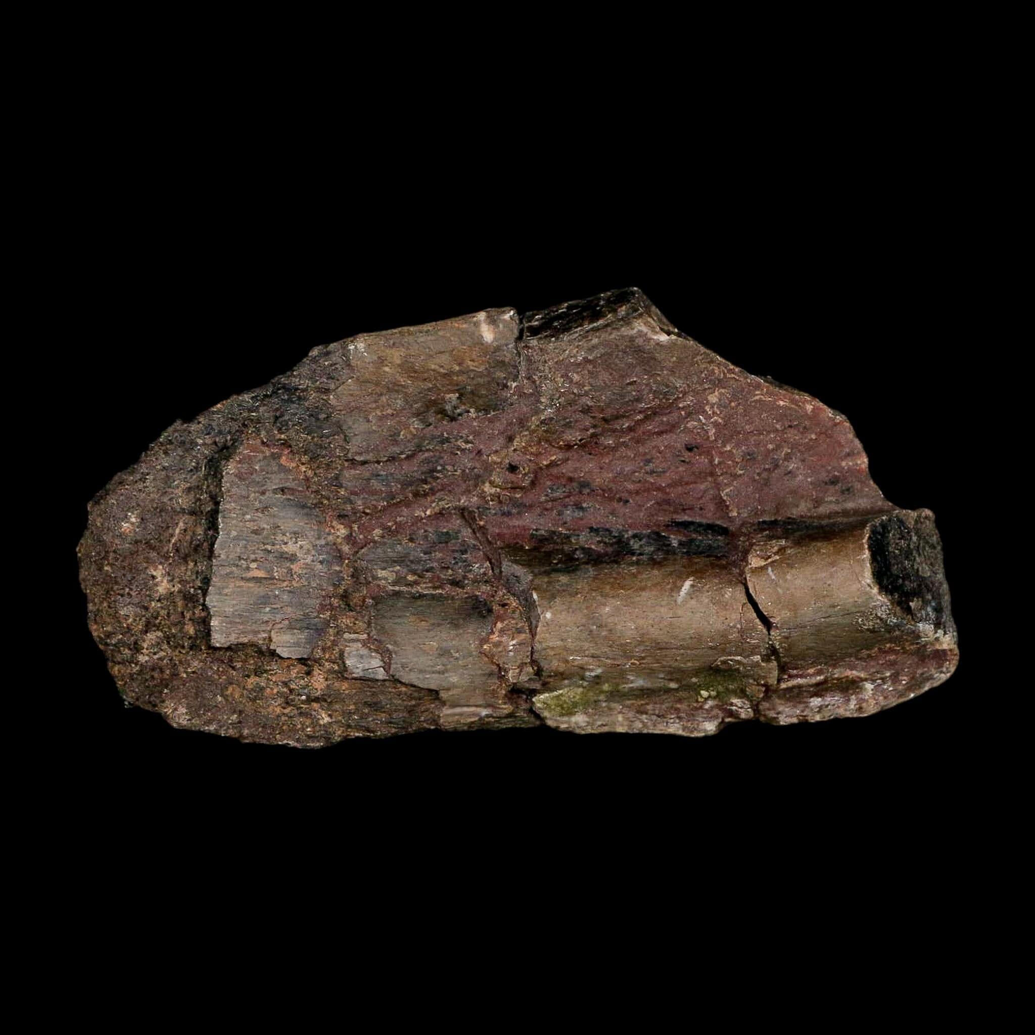 2.9" Maiasaura Hadrosaur Dinosaur Rib Bone Fossil Two Medicine FM Montana COA - Fossil Age Minerals