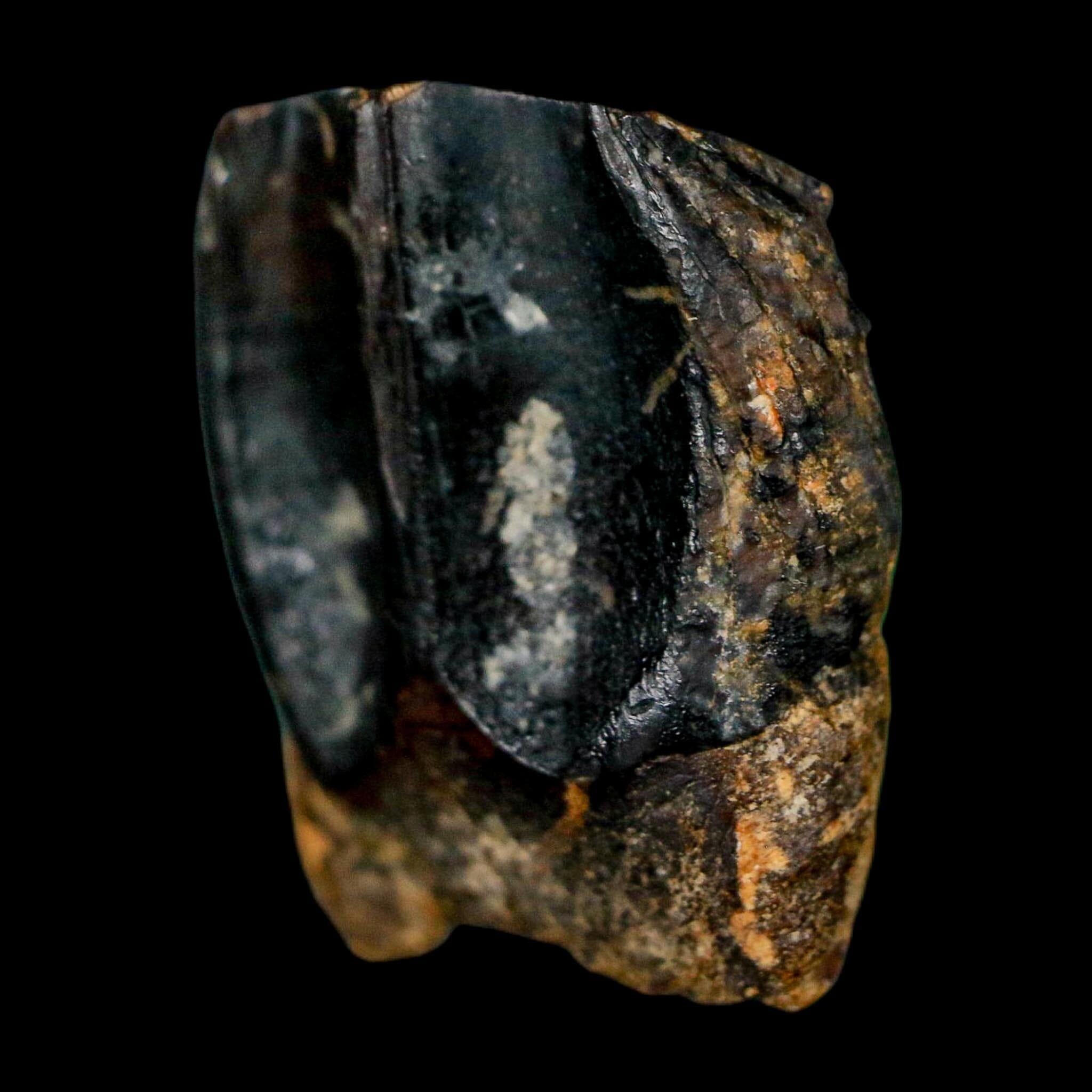 XL 0.7" Triceratops Fossil Tooth Hell Creek FM Cretaceous Dinosaur Montana COA - Fossil Age Minerals