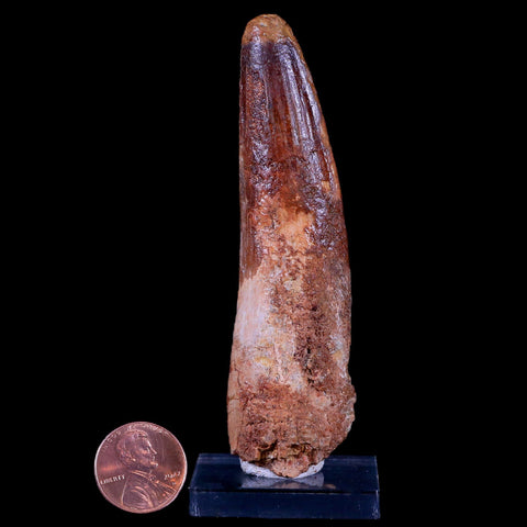 XL 3.7" Spinosaurus Fossil Tooth 100 Mil Yrs Old Cretaceous Dinosaur COA & Stand - Fossil Age Minerals
