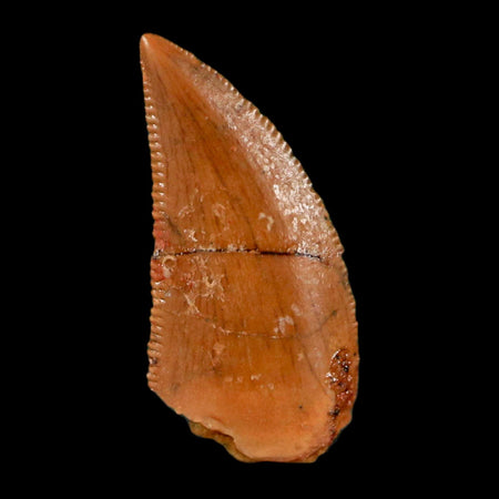 0.6" Abelisaur Serrated Tooth Fossil Cretaceous Age Dinosaur Morocco COA, Display