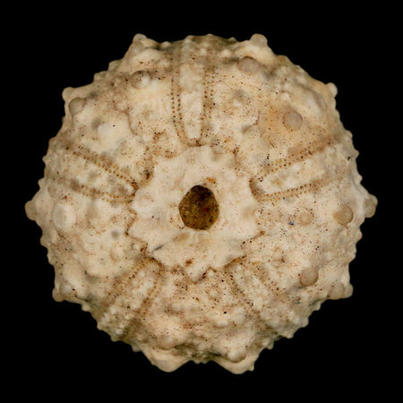 33MM Detailed Fossil Goniopygus Sp Sea Urchin Echinoid Cretaceous Morocco
