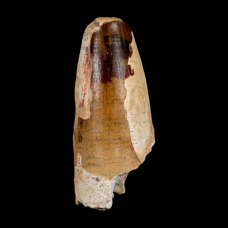 2.4" Sarcosuchus Imperator Crocodile Fossil Tooth Elrhaz FM Cretaceous Niger COA