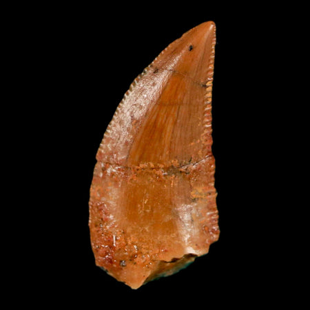 0.6" Abelisaur Serrated Tooth Fossil Cretaceous Age Dinosaur Morocco COA, Display