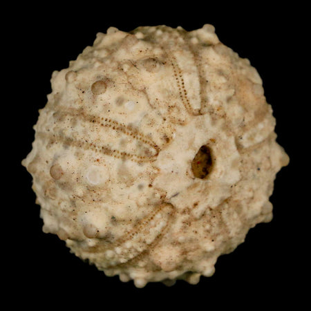 33MM Detailed Fossil Goniopygus Sp Sea Urchin Echinoid Cretaceous Morocco
