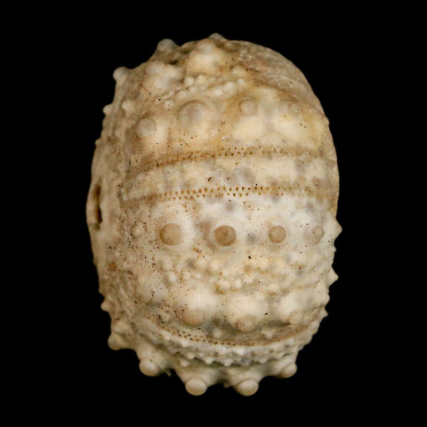 33MM Detailed Fossil Goniopygus Sp Sea Urchin Echinoid Cretaceous Morocco - Fossil Age Minerals