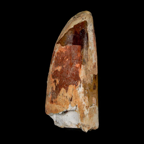 2.4" Sarcosuchus Imperator Crocodile Fossil Tooth Elrhaz FM Cretaceous Niger COA