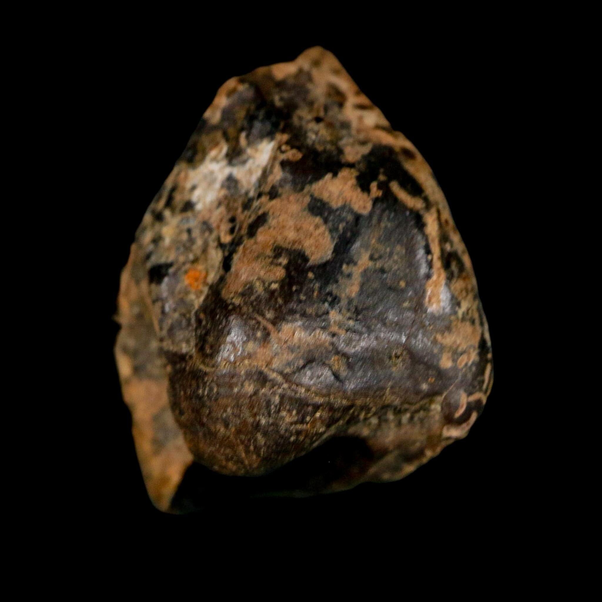 XL 0.9" Triceratops Fossil Tooth Crown Lance Creek FM Cretaceous Dinosaur WY COA - Fossil Age Minerals