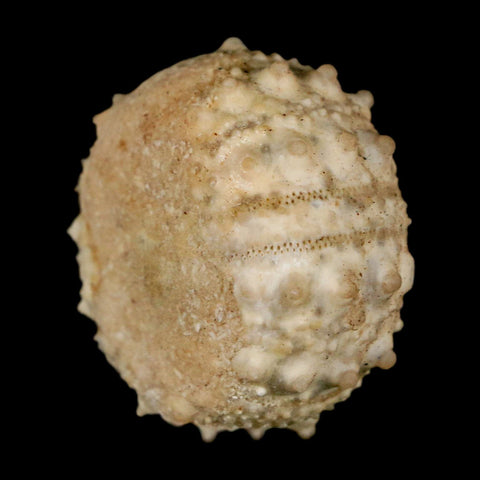 33MM Detailed Fossil Goniopygus Sp Sea Urchin Echinoid Cretaceous Morocco - Fossil Age Minerals