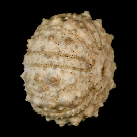 33MM Detailed Fossil Goniopygus Sp Sea Urchin Echinoid Cretaceous Morocco - Fossil Age Minerals