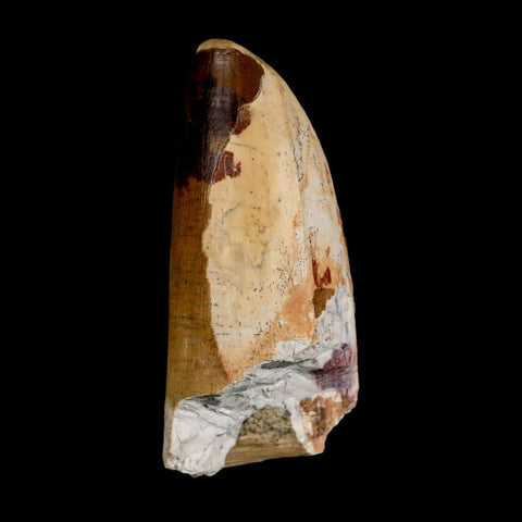 2.4" Sarcosuchus Imperator Crocodile Fossil Tooth Elrhaz FM Cretaceous Niger COA