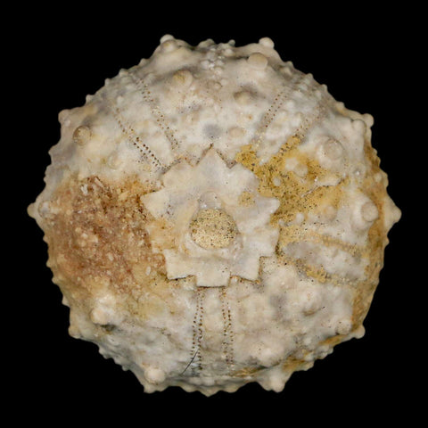 34MM Detailed Fossil Goniopygus Sp Sea Urchin Echinoid Cretaceous Morocco - Fossil Age Minerals
