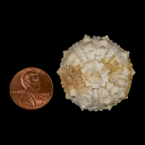 34MM Detailed Fossil Goniopygus Sp Sea Urchin Echinoid Cretaceous Morocco - Fossil Age Minerals