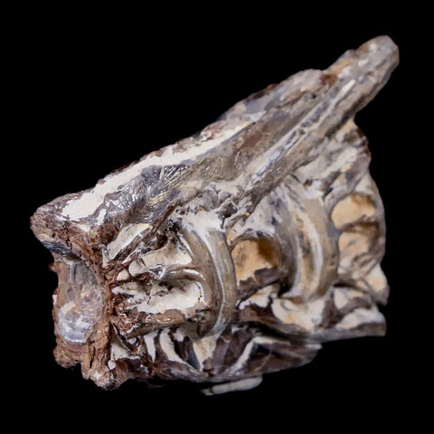1.8" Xiphactinus Audax Fossil Vertebrae Cretaceous Era Fish Niobrara FM Kansas - Fossil Age Minerals
