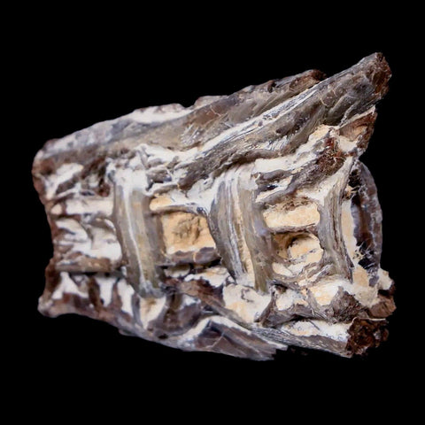 1.8" Xiphactinus Audax Fossil Vertebrae Cretaceous Era Fish Niobrara FM Kansas - Fossil Age Minerals