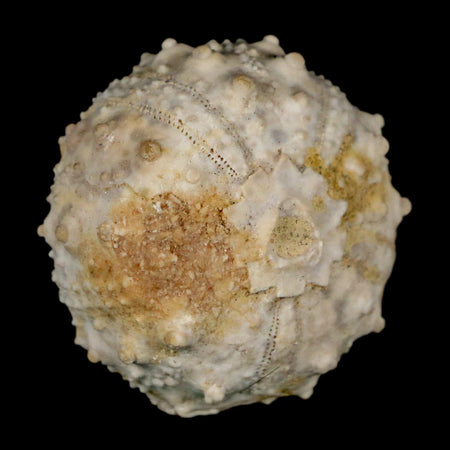 34MM Detailed Fossil Goniopygus Sp Sea Urchin Echinoid Cretaceous Morocco