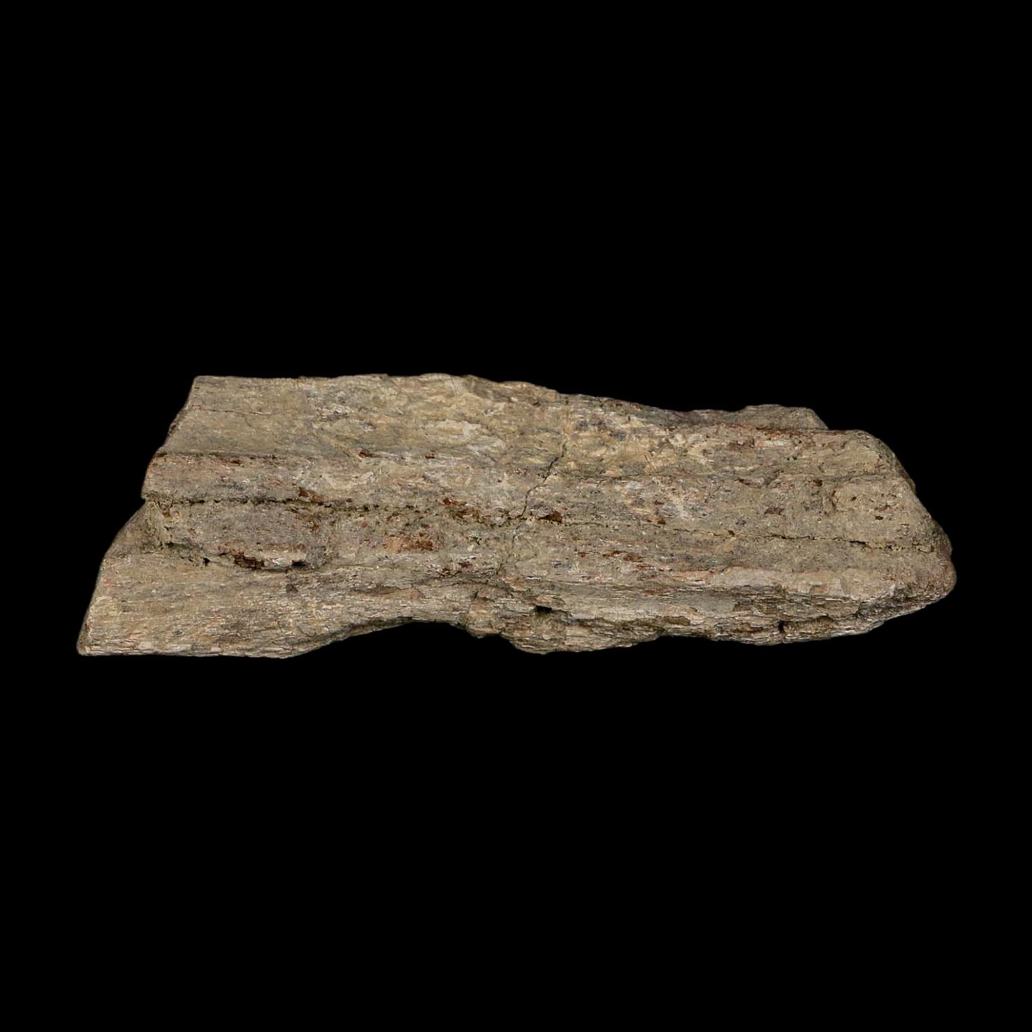4" Maiasaura Hadrosaur Dinosaur Limb Bone Fossil Two Medicine FM Montana COA - Fossil Age Minerals