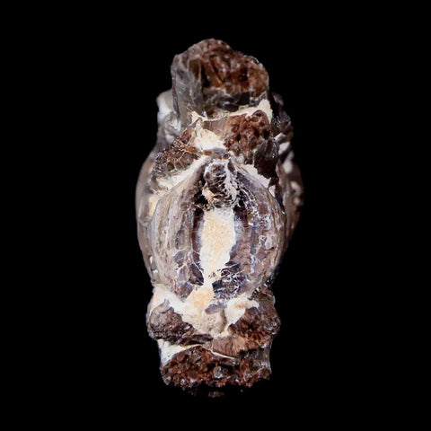 1.8" Xiphactinus Audax Fossil Vertebrae Cretaceous Era Fish Niobrara FM Kansas - Fossil Age Minerals