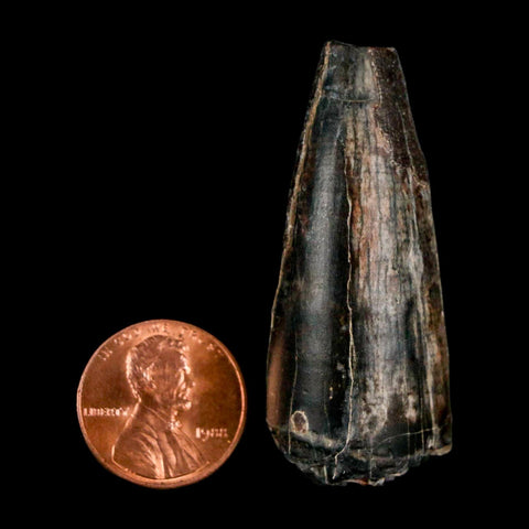 1.9" Sarcosuchus Imperator Crocodile Fossil Tooth Elrhaz FM Cretaceous Niger COA