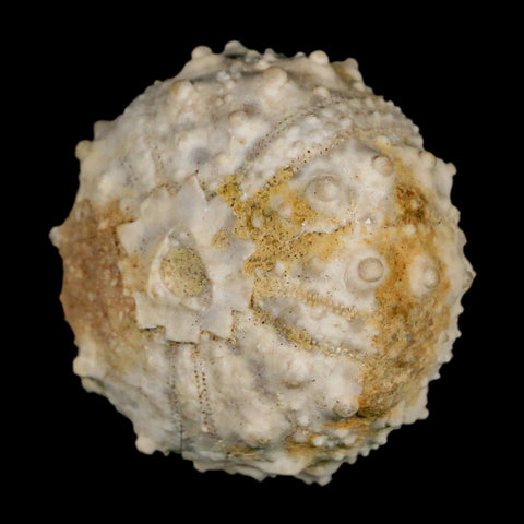 34MM Detailed Fossil Goniopygus Sp Sea Urchin Echinoid Cretaceous Morocco - Fossil Age Minerals